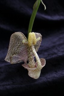 20160531mixi0000.jpg